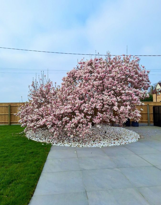 Feature tree & circular bed
